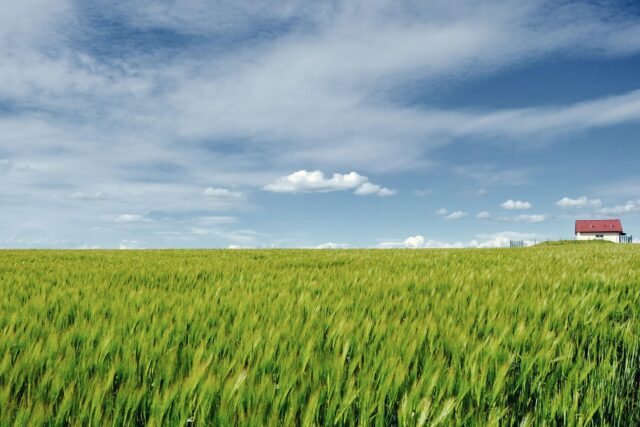 nature, landscape, field, grain field, expanse, contrast, color contrast, spring, spring landscape, nature, landscape, field, field, field, grain field, contrast, spring, spring, spring, spring, spring, spring landscape