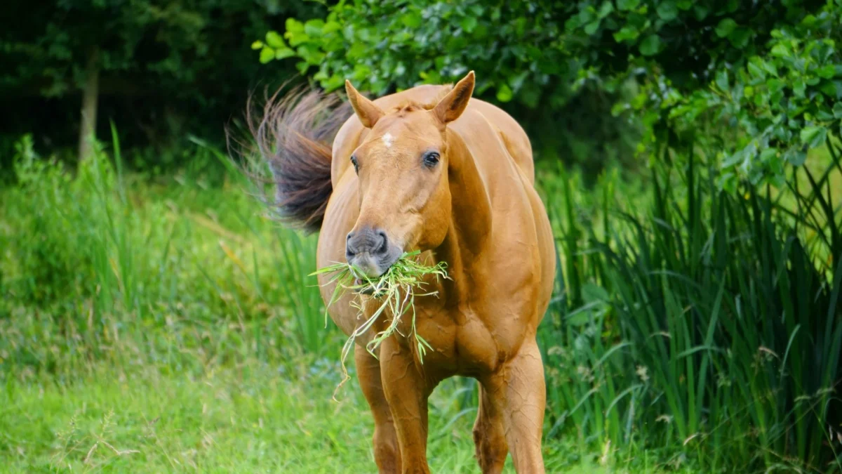 Een bruin paard eet gras in een groene en natuurlijke plattelandsomgeving.