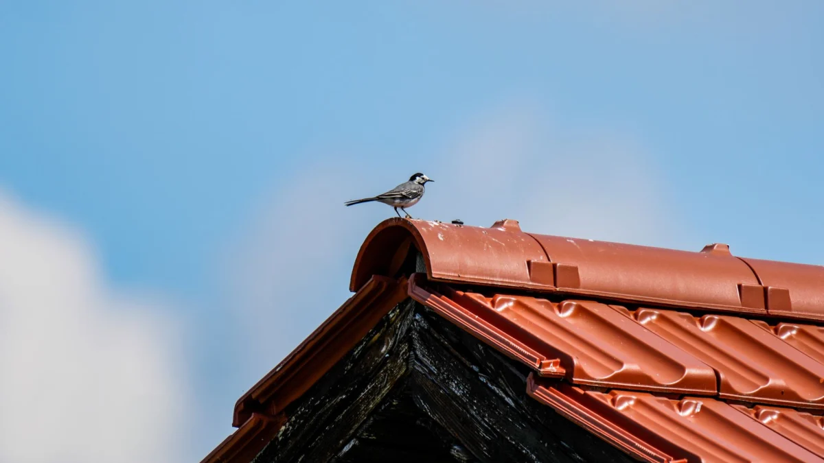 Een eenzame vogel rust op een rood tegeldak met een achtergrond van een heldere blauwe lucht, wat vreedzaamheid symboliseert.